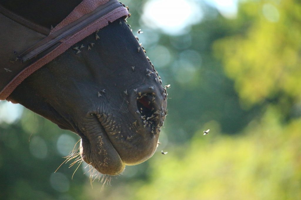 horse, rap, thoroughbred arabian-1602854.jpg