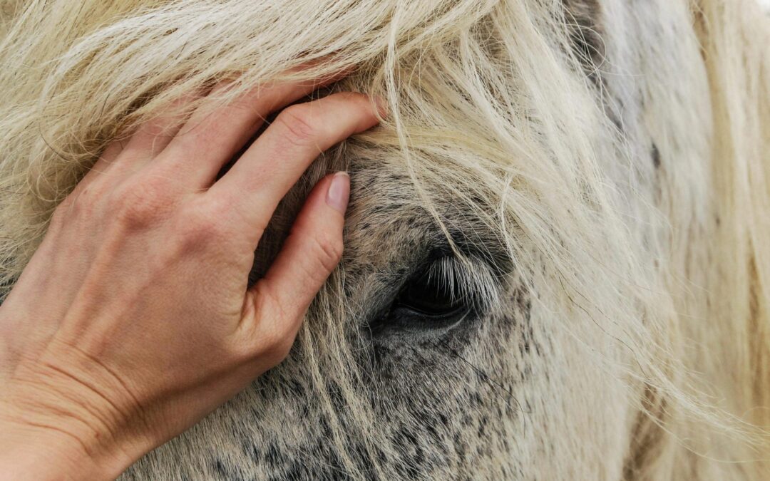 Animal Reiki